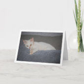 Witte kitten op sofa kaart (Voorkant)