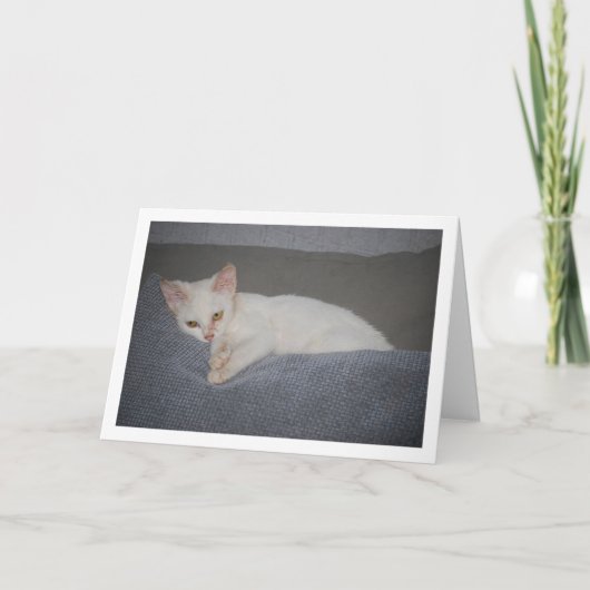 Witte kitten op sofa kaart (Voorkant)