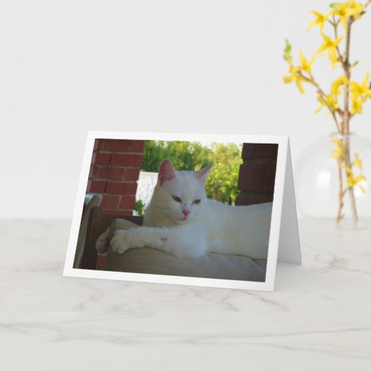 Witte kitten op stoel kaart (Gele Bloem)