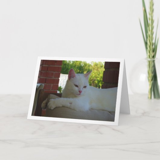 Witte kitten op stoel kaart (Voorkant)