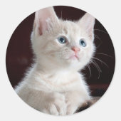 Witte kitten ronde sticker (Voorkant)