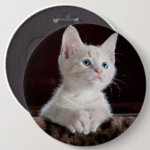 Witte kittenportret ronde button 6,0 cm (Voorkant /achterkant)