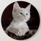 Witte kittenportret ronde button 6,0 cm (Voorkant)