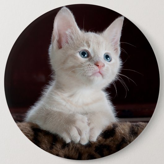 Witte kittenportret ronde button 6,0 cm (Voorkant)