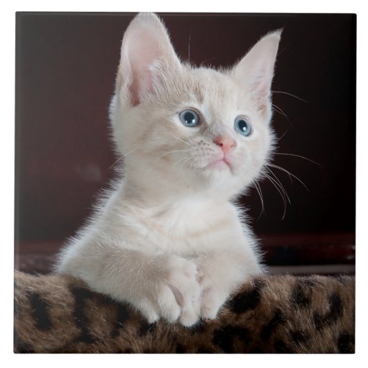 Witte kittenportret tegeltje (Voorkant)