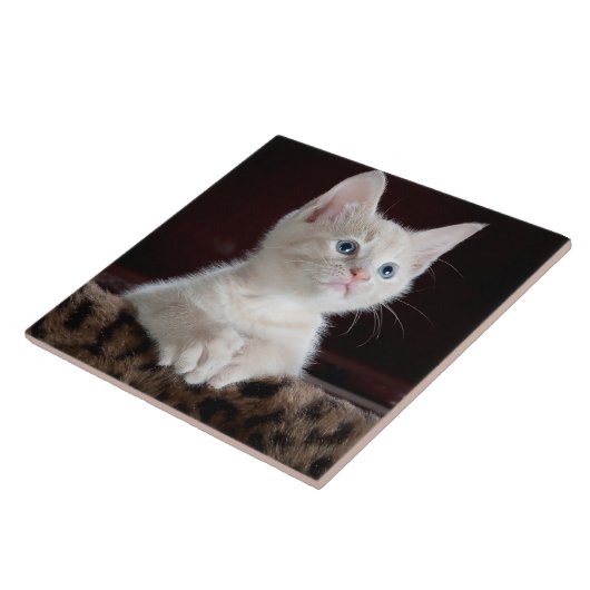 Witte kittenportret tegeltje (Zijkant)