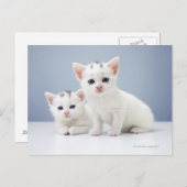 Witte kittens briefkaart (Voorkant / Achterkant)