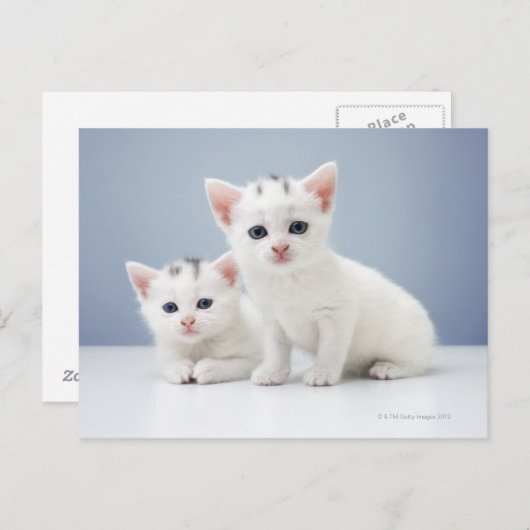 Witte kittens briefkaart (Voorkant / Achterkant)