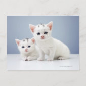 Witte kittens briefkaart (Voorkant)