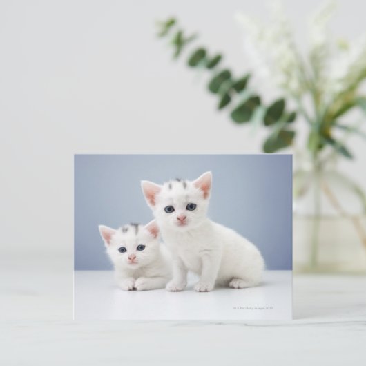 Witte kittens briefkaart (Staand voorkant)