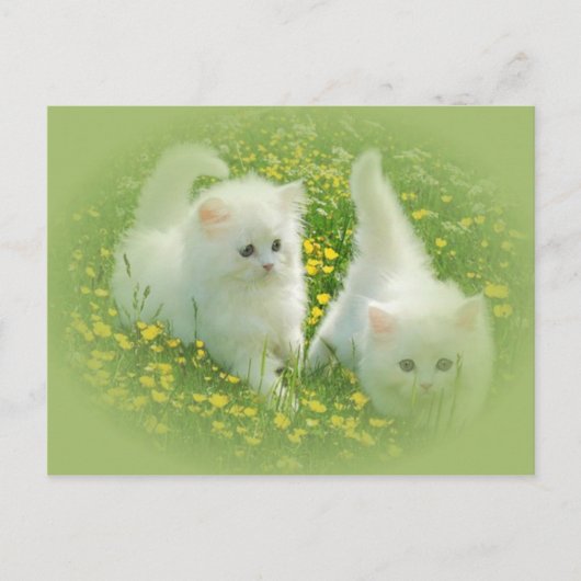 witte kittens en groene bloemen briefkaart (Voorkant)