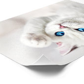 Witte Kitty-fotoafdruk Foto Afdruk (Hoek)