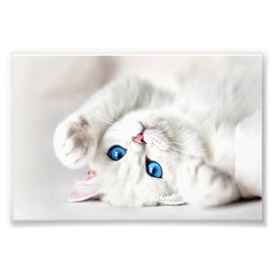 Witte Kitty-fotoafdruk Foto Afdruk