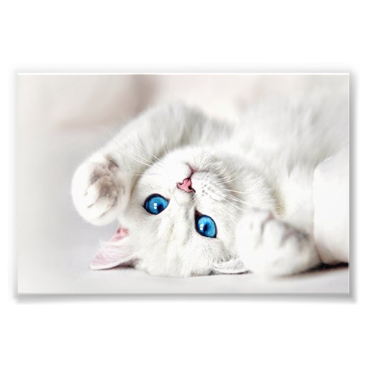 Witte Kitty-fotoafdruk Foto Afdruk (Voorkant)
