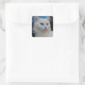 Witte Kitty Kat met Blauwe Ogen Vierkante Sticker (Tas)