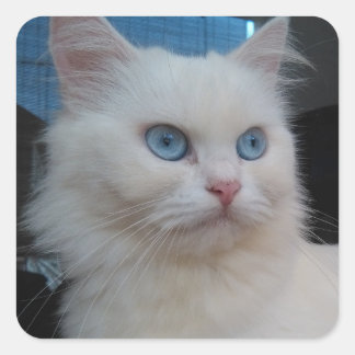 Witte Kitty Kat met Blauwe Ogen Vierkante Sticker