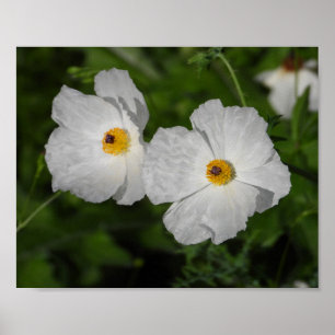 Witte klaprozen botanische bloemen fotografie poster