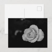 Witte kleine roos bloesem op zwarte achtergrond briefkaart (Voorkant / Achterkant)