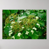 Witte klimmen Hydrangea - Poster (Voorkant)