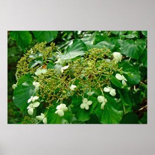 Witte klimmen Hydrangea - Poster