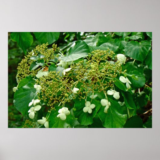 Witte klimmen Hydrangea - Poster (Voorkant)