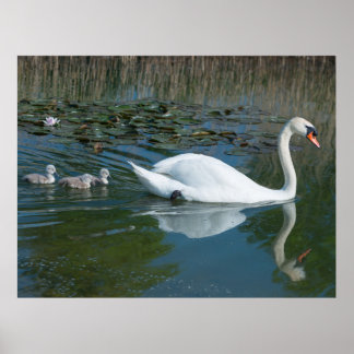 Witte knobbelzwaan met baby zwemende jonge zwanen  poster