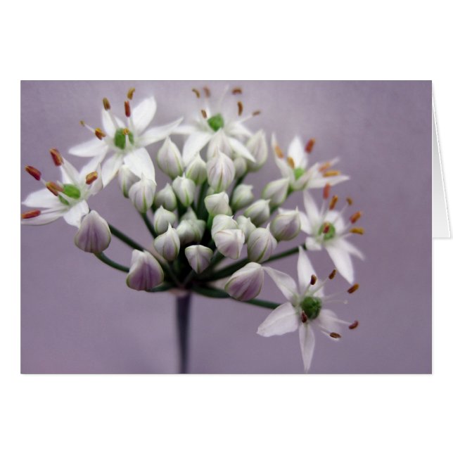 Witte knoflookbiesbloemen op paars (Voorkant Horizontaal)