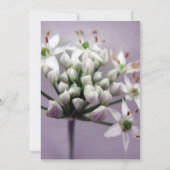Witte knoflookbiesbloemen op paars kaart (Achterkant)
