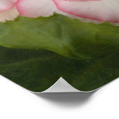 Witte Knolbegonia Bloei Bloem Poster (Hoek)