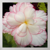 Witte Knolbegonia Bloei Bloem Poster (Voorkant)