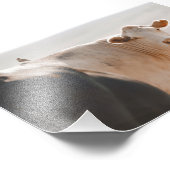 Witte Koe met vogeltje op de rug Foto Afdruk (Hoek)