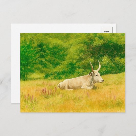 Witte Koe Waterverf Briefkaart (Voorkant / Achterkant)