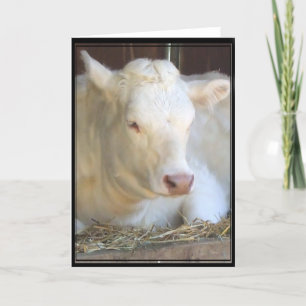 Witte koe wenskaart kaart