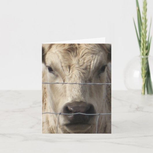 Witte Koe - Westerne Adreswijziging Aankondiging (Voorkant)