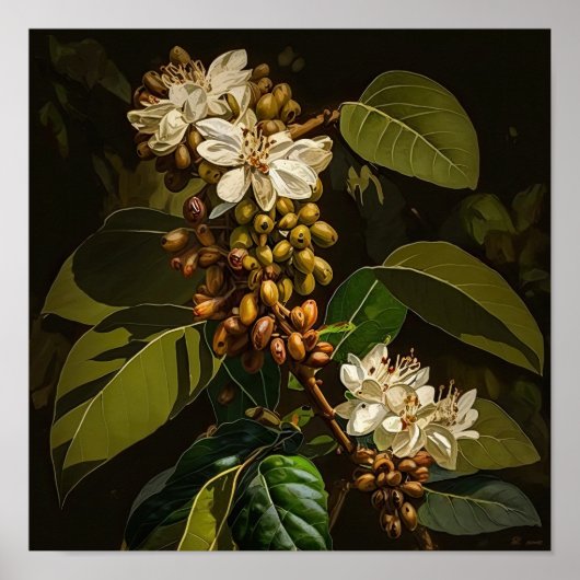 Witte Koffiebloesems Kunstprint Poster (Voorkant)