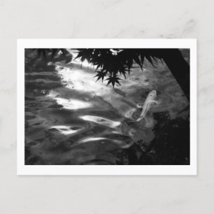 Witte Koi: Japan Briefkaart