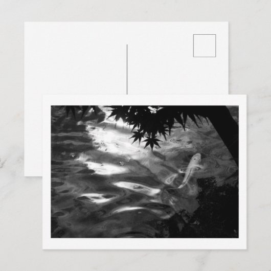 Witte Koi: Japan Briefkaart (Voorkant / Achterkant)