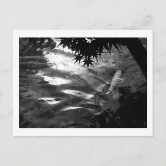 Witte Koi: Japan Briefkaart (Voorkant)