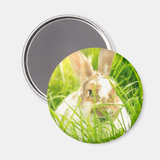 Witte konijn3 magneet (Voorkant / Achterkant)