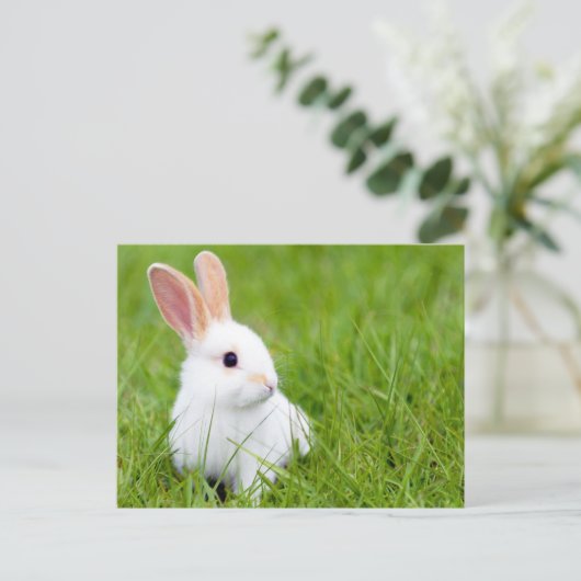 Witte konijn briefkaart (Staand voorkant)