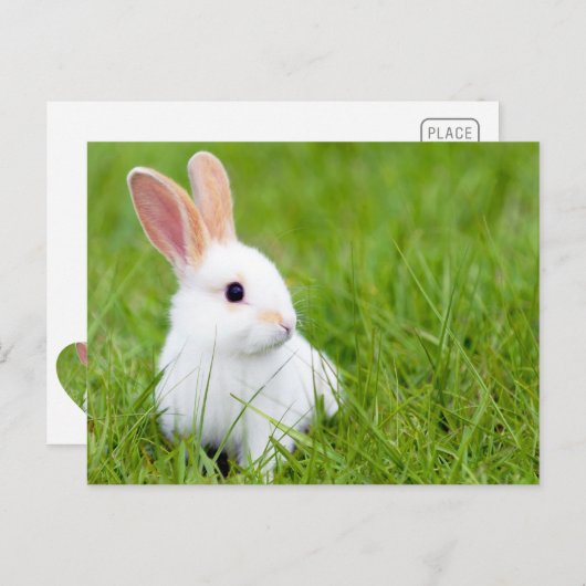 Witte konijn briefkaart (Voorkant / Achterkant)