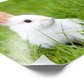 Witte konijn foto afdruk (Hoek)