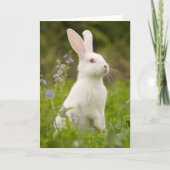 Witte Konijn Kaart (Voorkant)