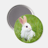 Witte konijn magneet (Voorkant / Achterkant)