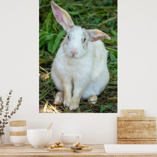 Witte konijn poster (Keuken)