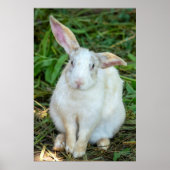 Witte konijn poster (Voorkant)