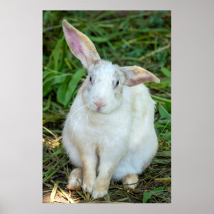 Witte konijn poster