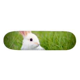 Witte konijn skateboard