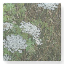 Witte Koningin Anne's kant wilde bloem