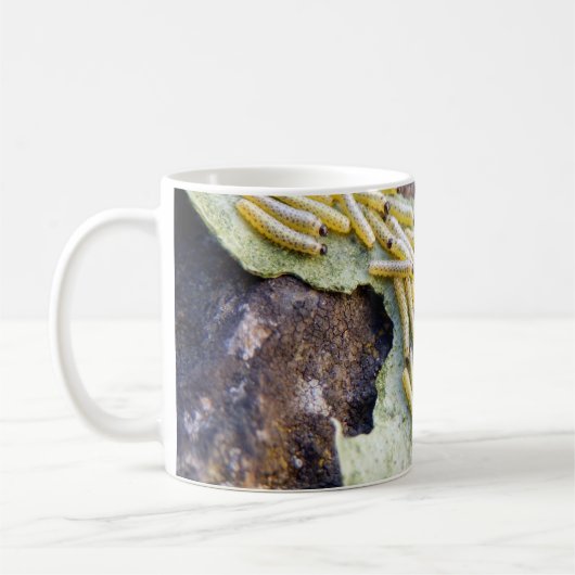 Witte kool Mokken (Links)